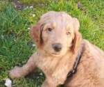 Small Photo #4 Goldendoodle-Poodle (Standard) Mix Puppy For Sale in ROGUE RIVER, OR, USA