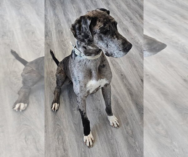 Medium Photo #4 Great Dane Puppy For Sale in Lakewood, CO, USA