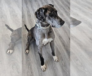 Chevy - Female Great Dane Dog for Adoption - Photo #4