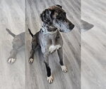 Small #3 Great Dane