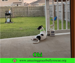 Small #13 Jack Russell Terrier Mix