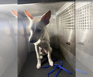 Labrador Retriever-Unknown Mix Dogs for adoption in Corpus Christi, TX, USA