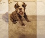 Puppy China Puppy 8 English Bulldog