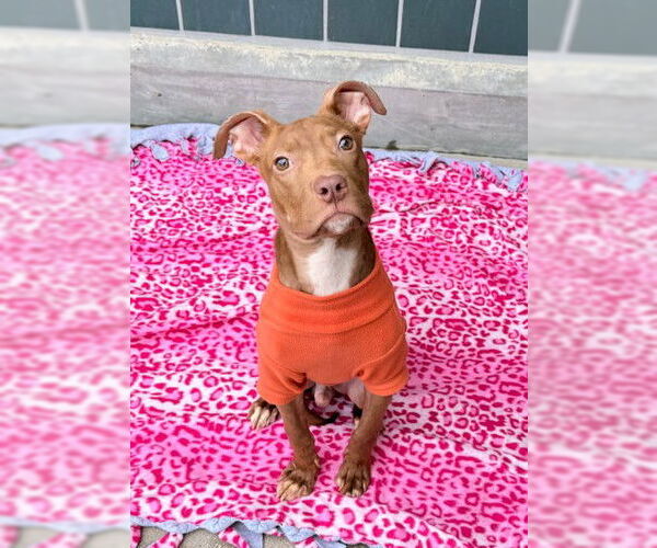 Medium Photo #2 Mutt Puppy For Sale in Rancho Cucamonga, CA, USA