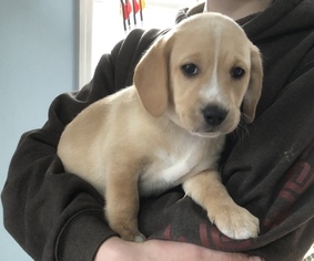Labbe Puppy for sale in LANDENBERG, PA, USA