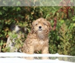 Small #13 ShihPoo