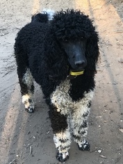 Mother of the Sheepadoodle puppies born on 05/28/2018