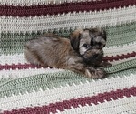 Puppy Roxy Havanese
