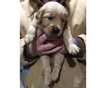 Small Photo #2 Goldendoodle Puppy For Sale in FULTON, MO, USA