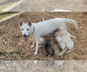 Mother of the German Shepherd Dog-Siberian Husky Mix puppies born on 09/12/2020