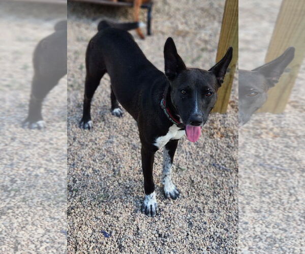 Medium Photo #3 Mutt Puppy For Sale in Shreveport, LA, USA