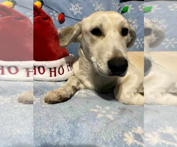 Medium Photo #7 Huskies -Labrador Retriever Mix Puppy For Sale in New Hampton, NY, USA