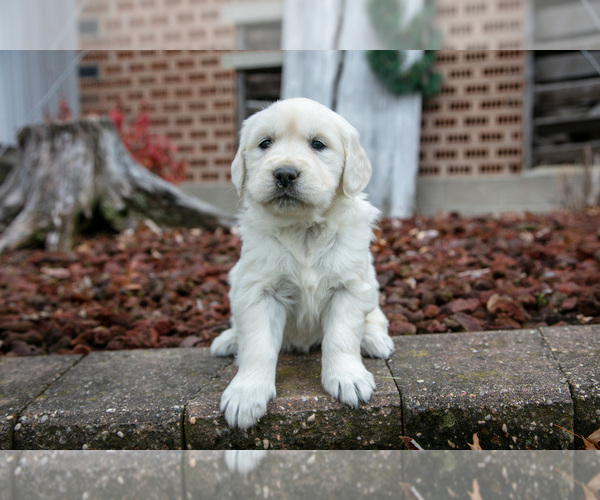 Medium Photo #1 English Cream Golden Retriever Puppy For Sale in ORRVILLE, OH, USA