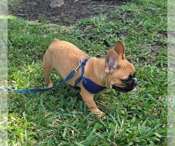 Medium Photo #5 French Bulldog Puppy For Sale in BOYNTON BEACH, FL, USA