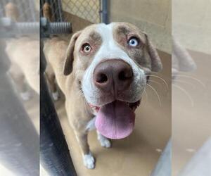 Siberian Husky-Unknown Mix Dogs for adoption in Chula Vista, CA, USA
