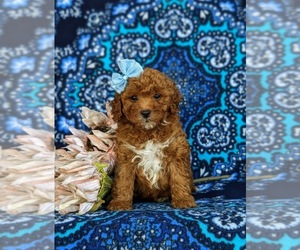 Goldendoodle (Miniature) Puppy for sale in COCHRANVILLE, PA, USA