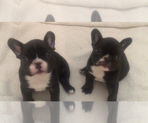 French Bulldog Puppy for sale in BISHOP, CA, USA