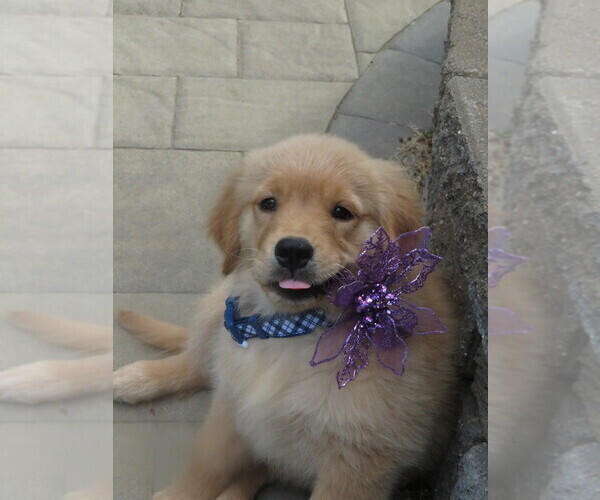 Medium Photo #13 Golden Retriever Puppy For Sale in MECHANICSVILLE, MD, USA