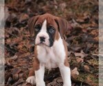 Small #11 Boxer