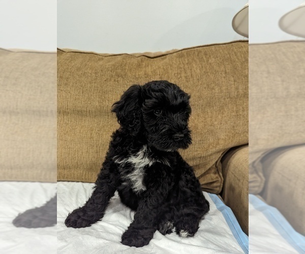 Medium Photo #2 Portuguese Water Dog Puppy For Sale in HAVERTOWN, PA, USA