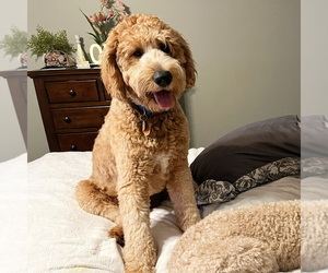 Father of the Goldendoodle-Poodle (Standard) Mix puppies born on 07/29/2023