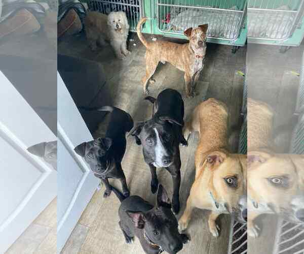 Medium Photo #4 Labrador Retriever-Unknown Mix Puppy For Sale in San Diego, CA, USA