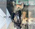 Small #3 Labrador Retriever Mix