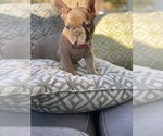 Small Photo #21 French Bulldog Puppy For Sale in SAN DIEGO, CA, USA