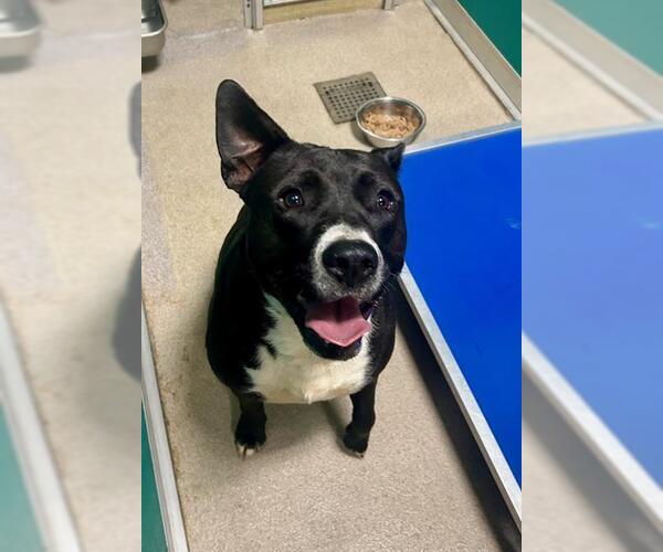 Medium Photo #1 Mutt Puppy For Sale in Newton, NC, USA