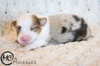 Small Photo #2 Miniature Australian Shepherd Puppy For Sale in OAKLEY, KS, USA