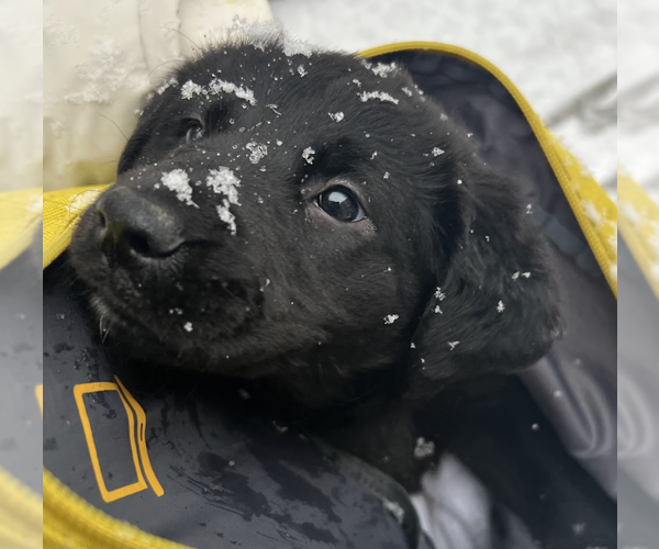 Medium Photo #4 Great Pyrenees-Unknown Mix Puppy For Sale in Brooklyn, NY, USA