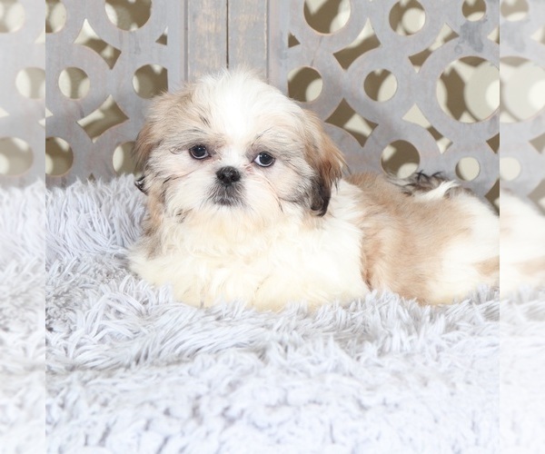 Medium Photo #4 Shih Tzu Puppy For Sale in MOUNT VERNON, OH, USA