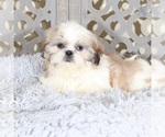 Small #3 Shih Tzu
