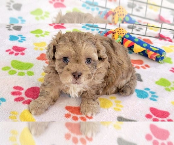 Medium Photo #6 ShihPoo Puppy For Sale in ORO VALLEY, AZ, USA