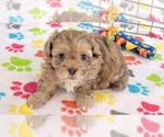Small #5 ShihPoo