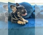 Small Photo #8 French Bulldog Puppy For Sale in DETROIT, MI, USA