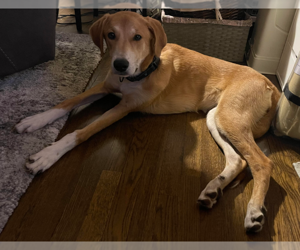 Medium Photo #4 Doberman Pinscher-Great Pyrenees Mix Puppy For Sale in Brooklyn Center, MN, USA