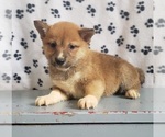 Small Photo #7 Shiba Inu Puppy For Sale in EDINA, MO, USA