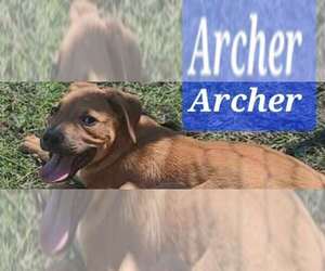 Labrador Retriever-Unknown Mix Dogs for adoption in Minneapolis, MN, USA