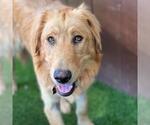 Small #2 Golden Labrador