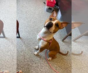 American Staffordshire Terrier-Boxer Mix Dogs for adoption in Front Royal, VA, USA