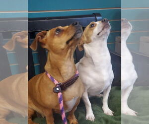 Dachshund-Unknown Mix Dogs for adoption in Amarillo, TX, USA