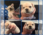 Small #10 French Bulldog