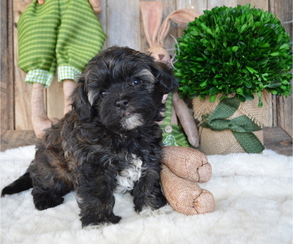 Medium Photo #3 Poodle (Miniature)-Shorkie Tzu Mix Puppy For Sale in HONEY BROOK, PA, USA
