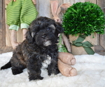 Small Photo #3 Poodle (Miniature)-Shorkie Tzu Mix Puppy For Sale in HONEY BROOK, PA, USA