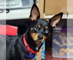 Small #7 Miniature Pinscher Mix