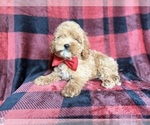 Small #4 Cockapoo (Miniature)