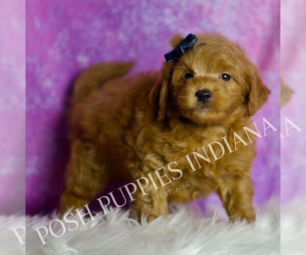 Medium Photo #6 Goldendoodle (Miniature) Puppy For Sale in WARSAW, IN, USA