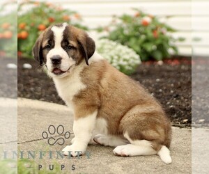 Saint Bernard Puppy for sale in MARIETTA, PA, USA