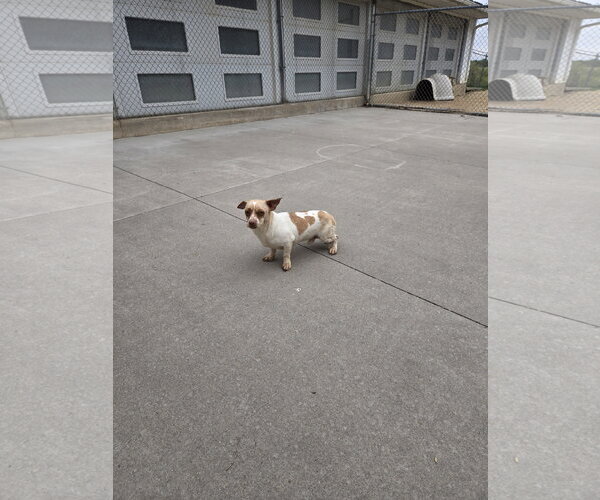 Medium Photo #1 Mutt Puppy For Sale in Maquoketa, IA, USA